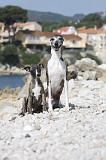 WHIPPET 266